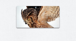 featured image thumbnail for post "mySlide" jQuery Slideshow plugin